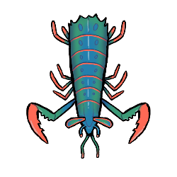 Mantis Shrimp 1 by David Wilson